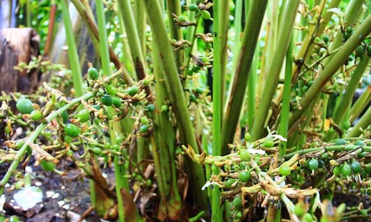 Cây thường cao từ 2 đến 3 mét, sống lâu năm, với rễ mọc bò và lá xếp thành hai dãy. Hoa của cây có màu trắng, mọc thành cụm. (Ảnh: Người đưa tin)