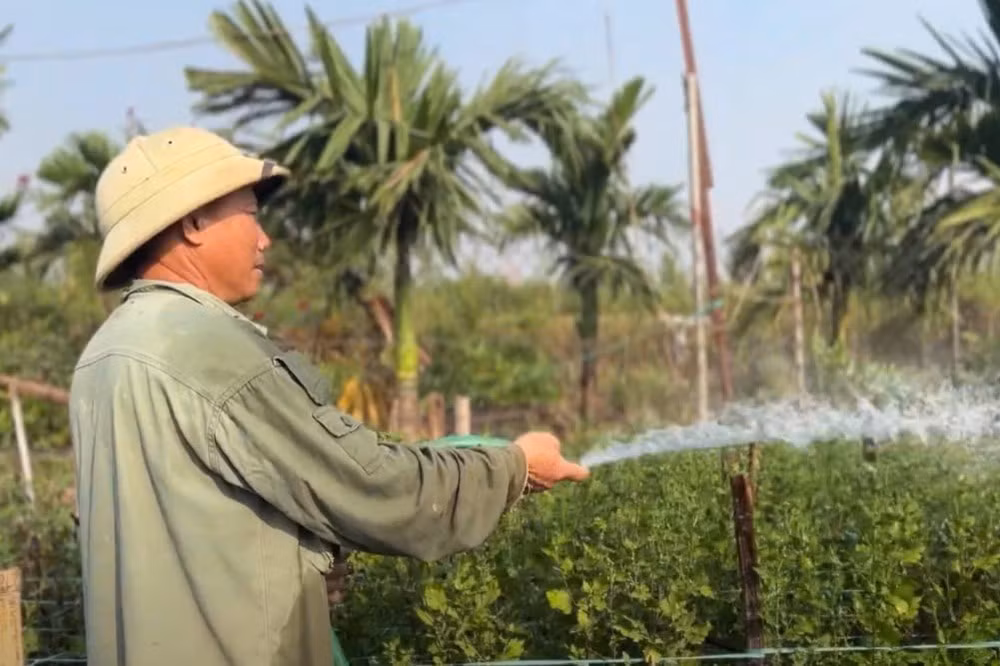Hà Nội: Sau lũ, người dân trồng su hào bán Tết Ha Noi: Sau lu, nguoi dan trong su hao ban Tet