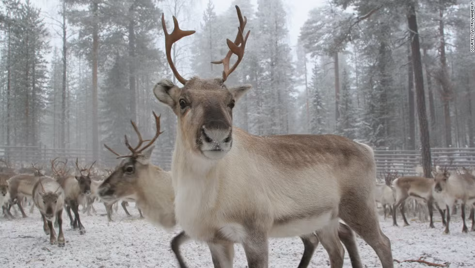 Chúng mang về khoản thu nhập chính cho những người dân ở tỉnh Lapland, Phần Lan.