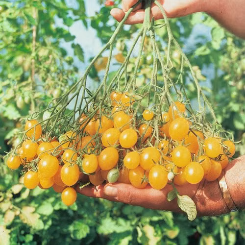 Cà chua nho màu vàng có thời gian thu hoạch là 90 ngày sau khi gieo hạt. Giống cà chua này có vị khá ngọt và dễ bán trên thị trường.