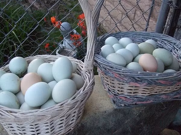 Trứng của gà Araucana có vỏ màu xanh nước biển hay xanh lá cây.