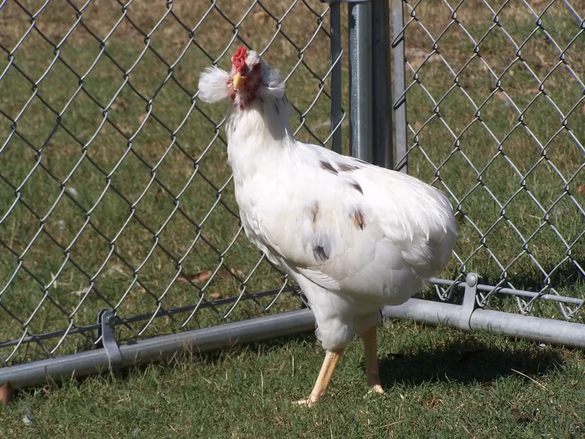  Gà đẻ trứng xanh Araucana quý hiếm gây tò mò với người tiêu dùng bởi khả năng đẻ trứng xanh kỳ dị.