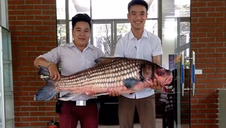 Anh Đỗ Hoàng Việt, chủ nhà hàng này cho biết, con cá Hô quý hiếm nặng khoảng 32kg được mua với giá 50 triệu đồng.