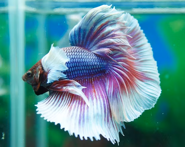 Cá chọi Betta không chỉ có màu sắc tuyệt đẹp mà còn được ví như những chiến binh dũng mãnh tại các trường đấu cá trên thế giới. Loài cá tuyệt đẹp này có đủ loại màu sắc khác nhau như đỏ, xanh, vàng…, tuy nhiên cá có giá nhất khi đến độ trưởng thành to khoảng 2 đầu ngón tay là có thể trở thành các “chiến binh” thực thụ.