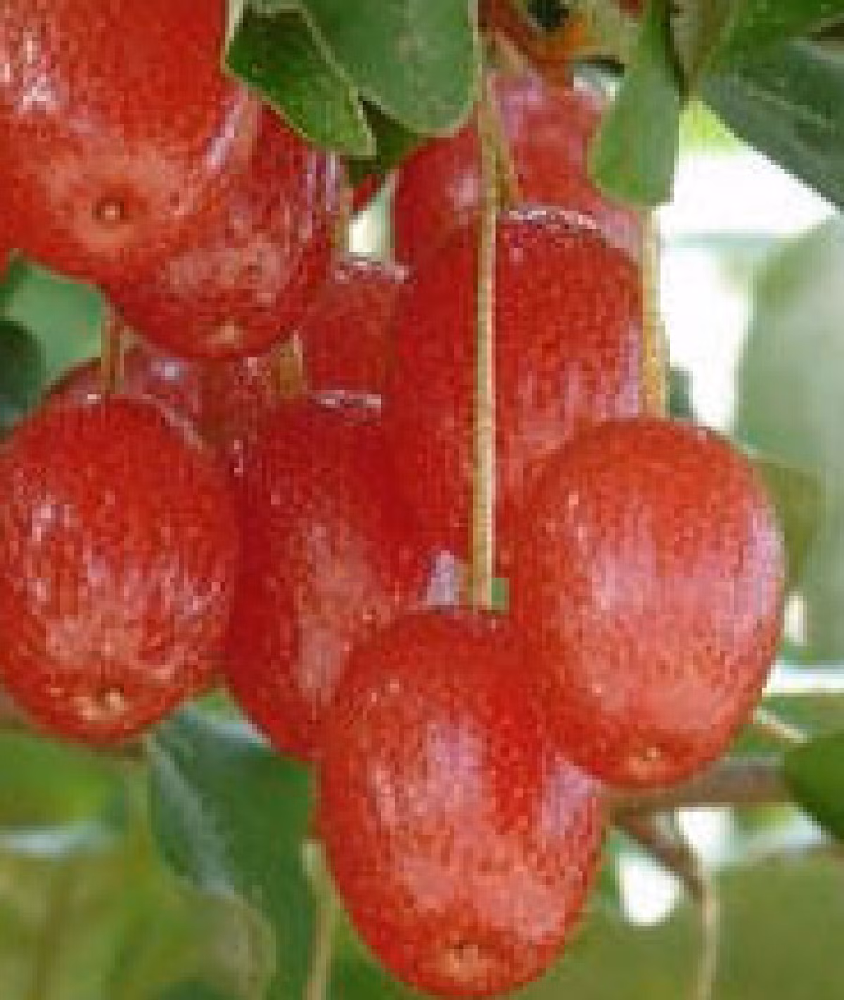 Thoạt nhìn, trái Goumi Berries khá giống với quả nhót.