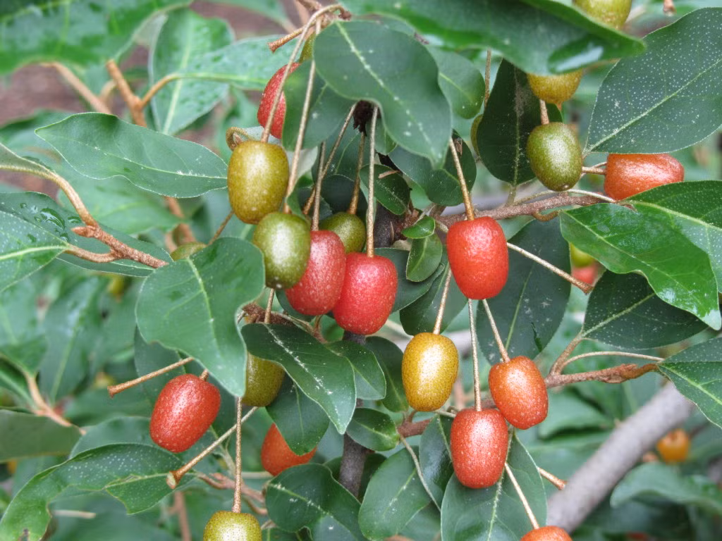 Loại quả mọng này có thể dùng làm món tráng miệng hoặc cũng được dùng để làm bánh hoặc mứt...