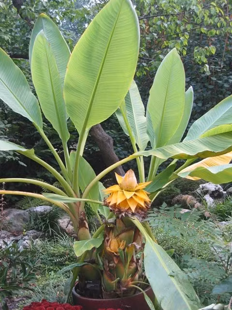 Chậu cây có thể đặt nơi đại sảnh, góc phòng khách bên cửa kính hay giữa trời nắng gió bởi ở đâu cây cũng mơn mởn tươi tốt quanh năm.