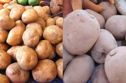 Dưới đây là những hình ảnh giúp người tiêu dùng dễ phân biệt rau củ Trung Quốc hơn. Khoai tây Trung Quốc (ảnh phải) là giống khoai ruột trắng ăn nhạt, sượng. Khoai tây Đà Lạt (trái) vỏ mỏng, dễ bong tróc, mắt khoai nhỏ, ruột vàng, ăn bở.
