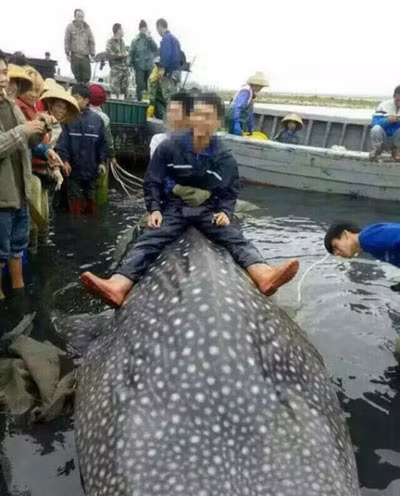 Hồi tháng 4/2015, một ngư dân thành phố cảng Trạm Giang, tỉnh Quảng Đông, Trung Quốc bắt được con cá nhám voi, thuộc loài cá mập, ước tính nặng 1-1,5 tấn. Ngư dân này cho biết, anh chưa từng bắt được con cá nào to như thế. Anh đã phóng sinh con cá hôm 11/4, theo phong tục địa phương.