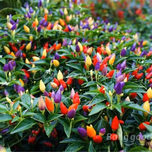 Dù trồng cây làm cảnh, bạn vẫn có thể thu hoạch quả ớt để dùng làm gia vị chế biến món ăn.