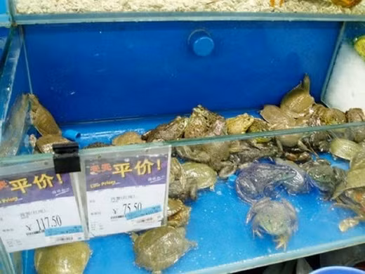 Ếch còn được nhốt cùng baba.