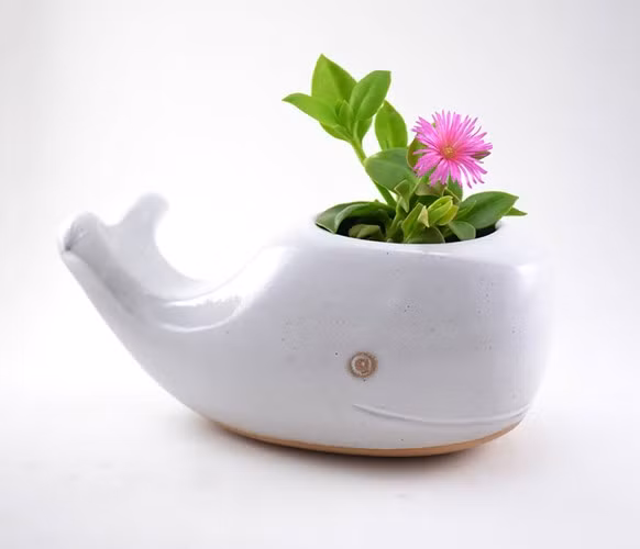Chậu hoa hình chú cá heo dễ thương.