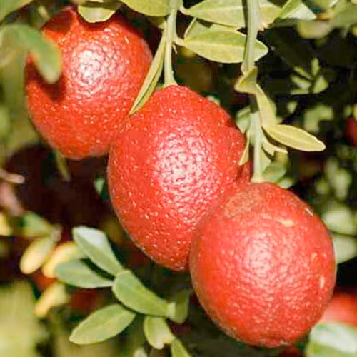 Loại chanh lai đỏ Red Lime có vị ngọt và thơm như mùi quýt, còn được dùng làm thành phần của các loại mứt, rượu Tequila và các đồ uống khác.