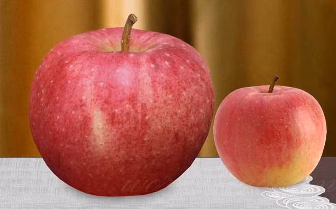 Loại táo mang tên Sekai Ichi Apples (táo số 1 thế giới) có kích thước và trọng lượng lớn hơn các loại táo thông thường khác. Giá của Sekai Ichi Apples là 21 USD/quả (tương đương 460.000 đồng).