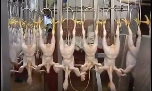 Sau khi được làm sạch lông, gà được đưa đến công đoạn khác.