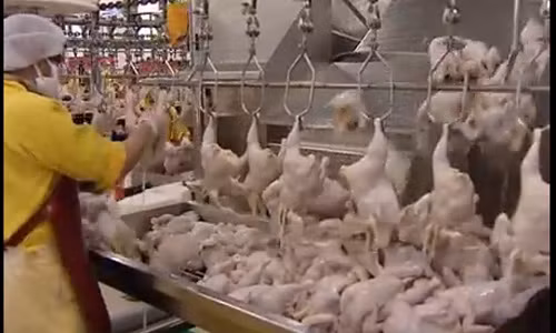 Cuối cùng, khi gà được làm thịt sạch sẽ, chúng sẽ được đóng gói và dán tem để phân phối ra thị trường.