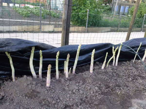 Măng tây tên khoa học là (Asparagus) được biết đến là loại thực phẩm lành mạnh và ngon. Măng tây chứa nhiều vitamin và các dưỡng chất có khả năng chống lại ung thư.