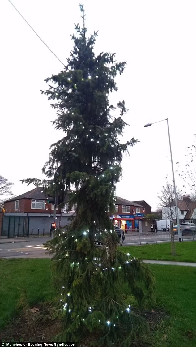 Cây thông ở Brinnington, Stockport, được mệnh danh là cây thông Giáng sinh xấu xí nhất nước Anh.