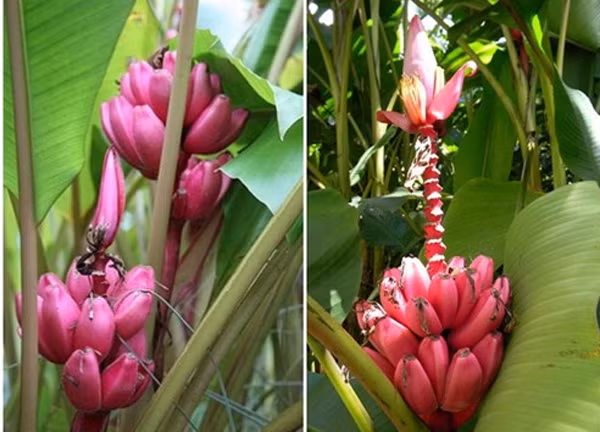 Ngoài trồng lấy quả, chuối tím có thể trồng làm cảnh khá đẹp vì màu sắc của hoa và trái rực rỡ, hút mắt.