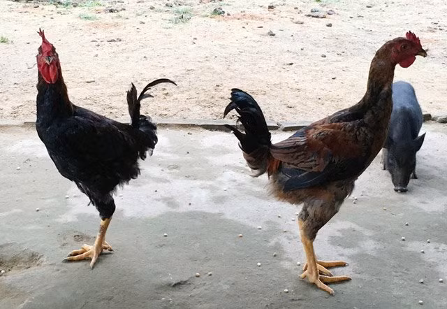 Ngộ nghĩnh cặp gà trống đuôi vểnh thẳng lên trời - Hình 6 Ngo nghinh cap ga trong duoi venh thang len troi-Hinh-6