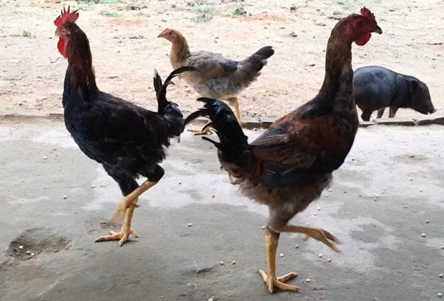 Ngộ nghĩnh cặp gà trống đuôi vểnh thẳng lên trời Ngo nghinh cap ga trong duoi venh thang len troi