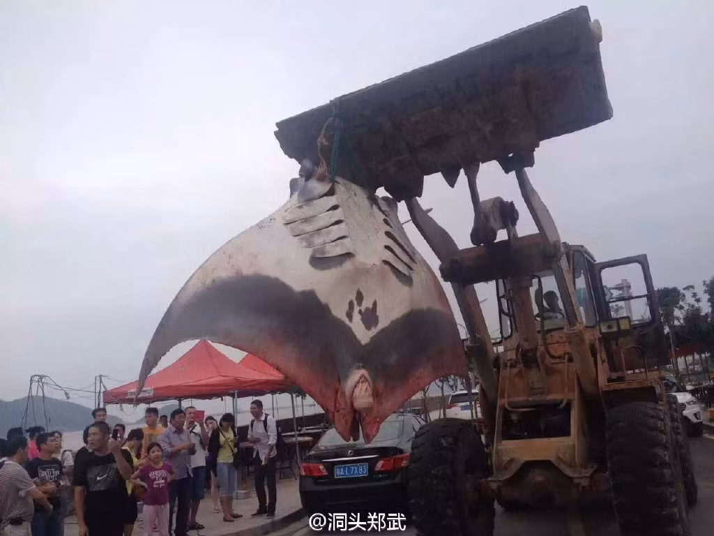 Zheng Wu kể lại rằng, đây là lần đầu tiên ông thấy một con cá quỷ có kích thước lớn như vậy. Ông đã phải thuê chiếc máy xúc đất và xe tải để vận chuyển con cá về.