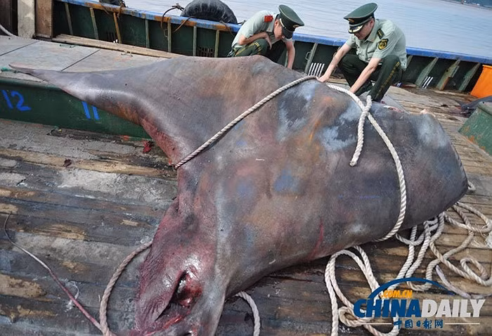Sau khi đưa cá đuối lên thuyền vào hôm 3/9, các ngư dân đã đưa nó vào bờ và xẻ thịt nó để bán, China Daily cho biết.