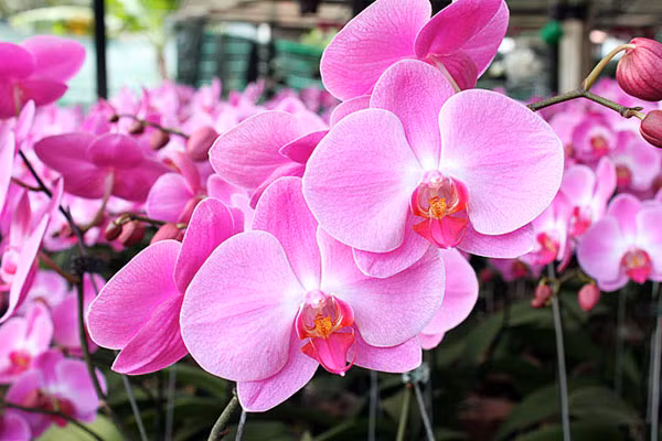 “Gia chủ tuổi Dần, Tuất nên chơi hoa lan dịp Tết Đinh Dậu, bởi vì sao, vì hoa lan thường có cánh tròn, đầy đặn và đối xứng, lá cũng mềm. Trong khi đó, những người tuổi Dần, Tuất thường nóng nẩy, hơn hết là vội vàng. Với năm con Gà thì những người tuổi Dần, Tuất cần sự chỉn chu, cần mẫn và kĩ lưỡng.