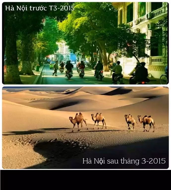Cũng với thủ pháp cường điệu, dân mạng "vẽ" nên viễn cảnh Hà Nội không còn cây xanh che bóng mát những ngày hè và trở thành sa mạc. Cây trồng mất rất nhiều năm để xanh tốt, nay lại chặt đi, trồng mới... Vậy biết đến khi nào tán lá mới lại được phủ xanh?