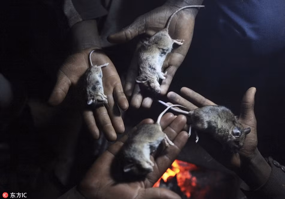 Theo người dân làng Chidza, tỉnh Masvingo, Zimbabwe, những con chuột đồng ở đây ăn ngô, ăn hạt và trái cây, rau quả hoang dã nên rất béo, thịt chuột đồng rất ngon. Họ thường đặt bẫy chúng sau đó nướng chín thơm nức, xiên que hoặc kẹp vào que để ăn và bán cho khách qua đường. (Nguồn Sina)