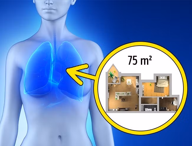7. Khu vực của phổi bằng diện tích của một căn hộ 3 phòng. Các phế nang, nằm trong phổi, là những túi khí nhỏ. Số lượng của chúng có thể lên đến 300 triệu trong mỗi phổi. Nếu trải đều những túi khí này, chúng sẽ đạt diện tích khoảng 75 m². (Nguồn Brightside)