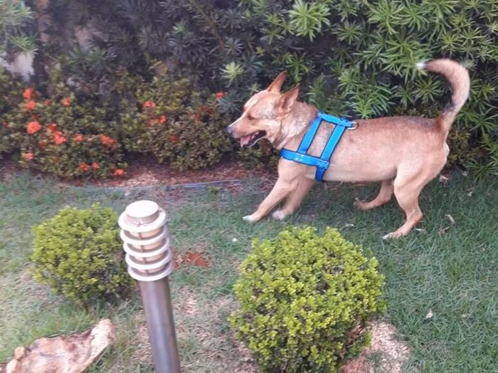Dù đã đi tìm rất nhiều lần nhưng Marília và Matheus đều không thấy bóng dáng của chú chó kỳ lạ hôm nào. Tuy vậy, họ vẫn không thôi hi vọng, vẫn luôn tìm kiếm thông tin và nhờ mọi người để ý.