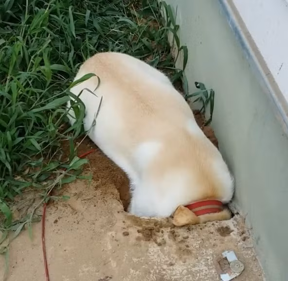 Chuyen la hom nay: Cho cung dao boi san sau, tuong co kho bau, ai ngo...-Hinh-3