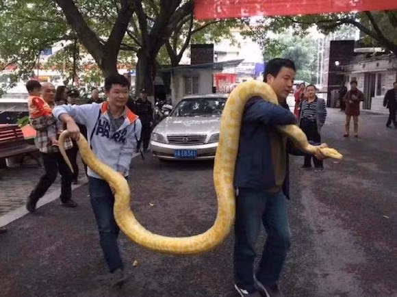 Nuôi trăn khổng lồ làm thú cưng, hoảng hồn phát hiện sự thật Nuoi tran khong lo lam thu cung, hoang hon phat hien su that