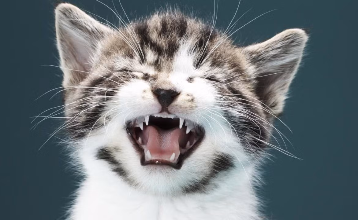 Chắc bạn không thể ngờ, những con mèo đáng yêu có một cơ quan mà con người không có, cơ quan này được gọi là Jacobson. Những con mèo sử dụng cơ quan này bằng cách nhăn nhó, cho phép chúng "cảm nhận" được không khí xung quanh. (Nguồn Viralnova)