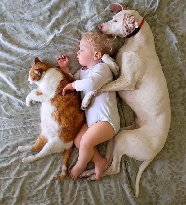 Theo chia sẻ, gia đình cô Elizabeth không chỉ có Nora là chó cưng, họ có tới 3 con mèo và 3 con chó, tất cả đều có quá khứ bi kịch, là những động vật được giải cứu và họ nhận nuôi chúng ở nơi trú ẩn. (Nguồn 9gag)