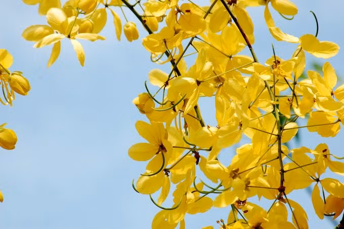Người dân Thái Lan coi màu vàng của loài hoa muồng hoàng yến (ratchaphruek) như là màu sắc của Phật giáo và sự vinh quang. Hoa ratchaphruek cũng tượng trưng cho sự đoàn kết và hòa hợp của người Thái.
