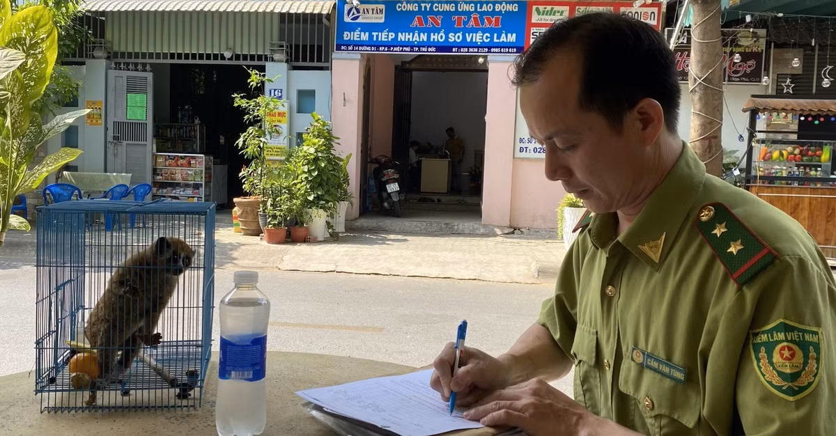 Vào ngày 13/3, Chi cục kiểm Lâm TP. Hồ Chí Minh tiếp nhận một cá thể Cu li nhỏ do anh Nguyễn Hữu Trường (ngụ phường Tăng Nhơn Phú A, TP. Thủ Đức) bắt được giao nộp.