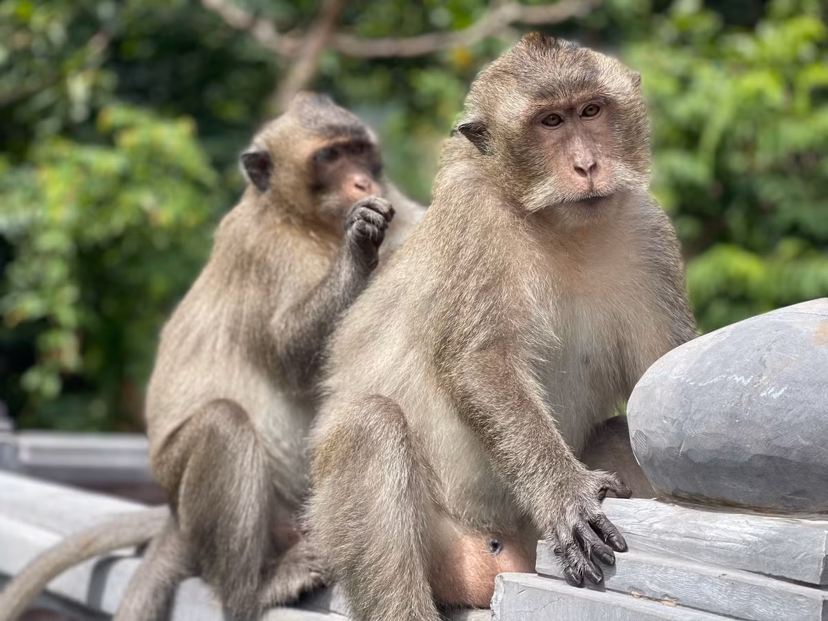 Khỉ đuôi dài (tên khoa học: Macaca facsicularis), có tên trong Phụ lục II Cites; Sách đỏ Việt Nam (2007) ở mức độ LR (Hiếm) và thuộc Phụ lục IIB/10 của Nghị định 06/2019/NĐ-CP ngày 22/01/2019 của Chính phủ về quản lý thực vật rừng, động vật rừng nguy cấp, quý, hiếm và thực thi Công ước về buôn bán quốc tế các loài động vật, thực vật hoang dã nguy cấp.