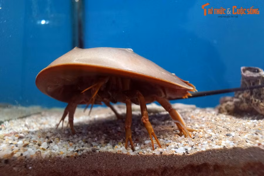 Một con so, hay cua móng ngựa (Carcinoscorpius rotundicauda) là một trong bốn loài giáp xác họ Sam (Limulidae) còn tồn tại trên Trái Đất. Do chỉ biến đổi rất ít so với các tổ tiên tồn tại cách đây 400 triệu năm, các con vật này được coi là hóa thạch sống trong thế giới tự nhiên.