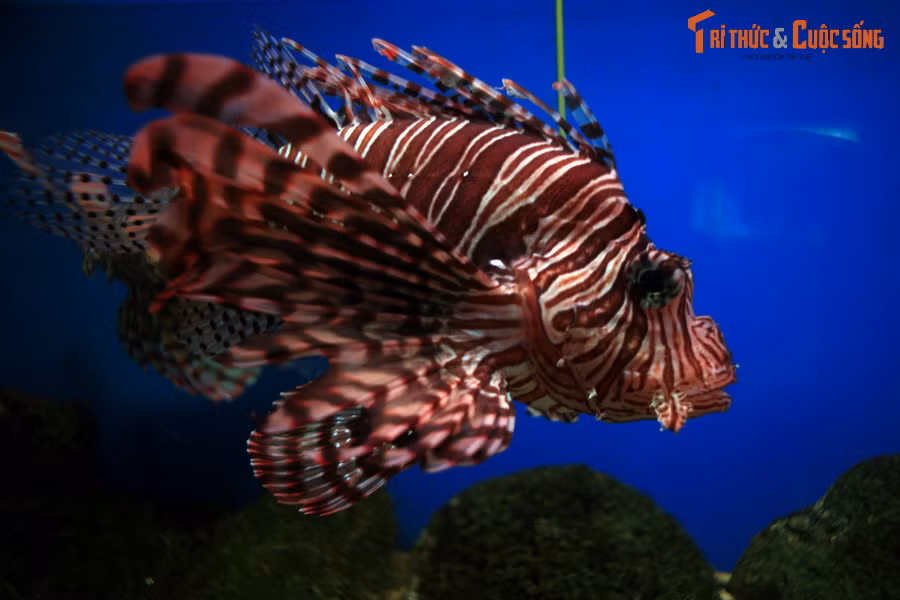 Cá mao tiên (Pterois volitans) có màu sắc sặc sỡ, vây cá dài, xòe rộng rất đẹp mắt, được coi là một "nữ hoàng" của rạn san hô. Dù vậy, ẩn sau vẻ đẹp quyến rũ của loài cá này là một mối nguy hiểm chết người. Những chiếc vây dài của cá thực chất là những chiếc gai lớn có độc tố mạnh.