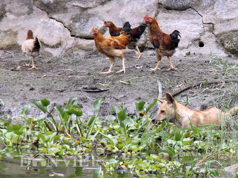 Chó Phú Quốc của anh Thuận đang rình bắt cá dưới hồ nuôi
