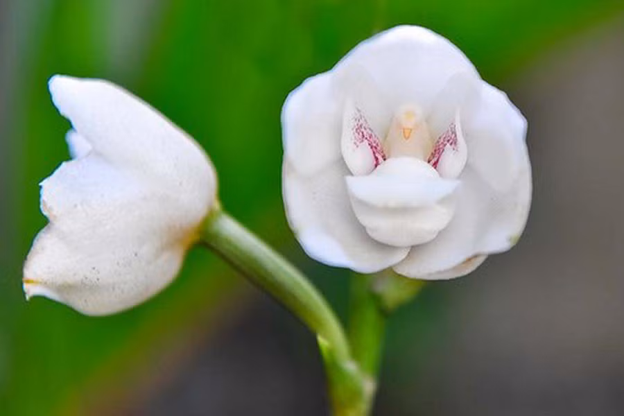 Hoa lan Peristeria Elata gây ấn tượng với phần giữa trung tâm của các cánh hoa có hình dáng giống như một chú chim bồ cầu.
