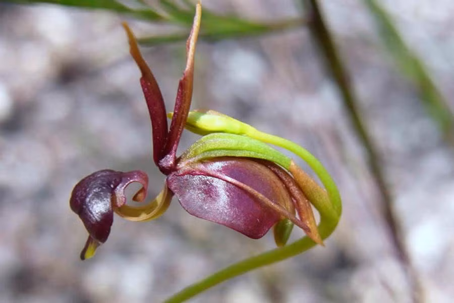 Hoa lan vịt cao khoảng 50,8 cm nhưng hoa của nó chỉ có kích thước khoảng 1,27-1,9 cm.