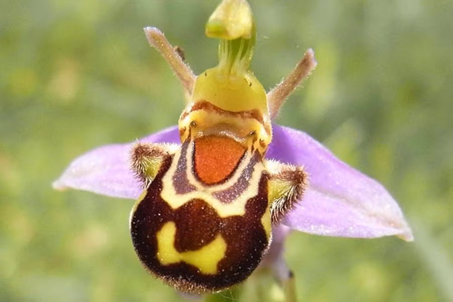 Không chỉ giống một chú ong mập mạp, hoa lan Ophrys Apifera còn khiến nhiều người liên tưởng tới một nhân vật hoạt hình hay cười.