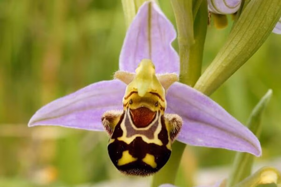Hoa lan Ophrys Apifera hay còn gọi là hoa ong có vẻ ngoài cũng đáng yêu không kém khi trông giống một chú ong đang đậu trên cánh hoa.