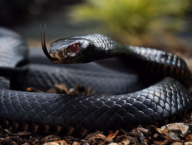 Thường sinh sống ở các vùng thảo nguyên và núi đá phía nam, và đông châu Phi, mamba là loài rắn nhanh nhất, tốc độ trườn của chúng có thể lên đến 20km/h, khiến nạn nhân khó mà chạy thoát trong vùng núi đá hoang vu.