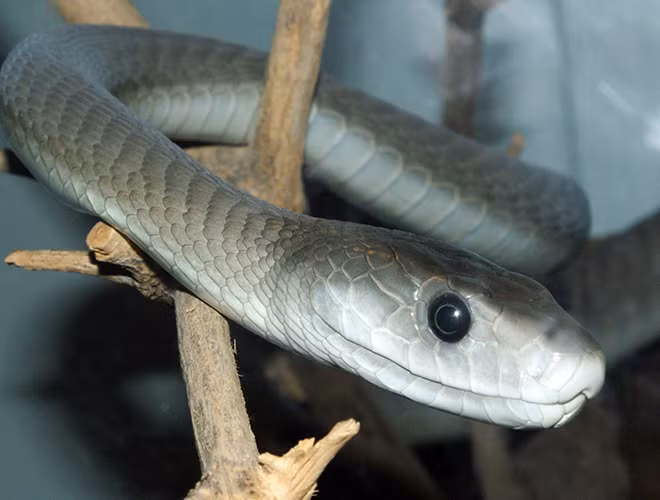 Rắn hổ mang chúa nổi tiếng nguy hiểm vì chất độc, còn rắn mamba đen nổi tiếng vì tốc độ giết người của chúng