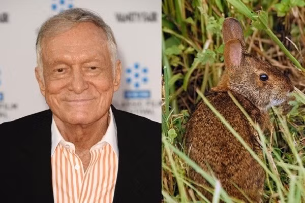 Hugh Hefner rất thích thỏ. Ông đã được đặt tên cho phân loài thỏ đầm lầy đang bị đe dọa tuyệt chủng Sylvilagus palustris hefneri sau khi giúp gây quỹ để nghiên cứu chúng. Chiếc chăn yêu thích của Hugh lúc nhỏ cũng có hoa văn thỏ. Ảnh: Gizmopod.