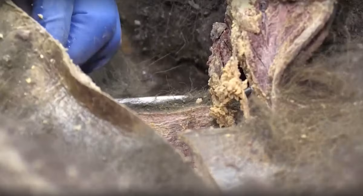 Nhóm khoa học ở Siberia đã cắt lớp da cứng rắn của con gấu, cho phép các nhà khoa học kiểm tra não, các cơ quan nội tạng của nó và thực hiện một loạt nghiên cứu về tế bào, vi sinh, virus học và di truyền. Phần mô màu hồng và mỡ màu vàng của con gấu có thể nhìn thấy rõ ràng khi nhóm nghiên cứu mổ xẻ con thú cổ đại.